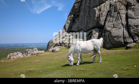 Wilde Ponys im Dartmoor-Nationalpark am Fuße der Haytor Rocks Stockfoto