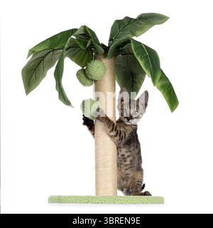Wunderschönes schwarzes Katzenbaby mit Tabby-Punktmuster, das an einer tropischen Palmenform hängt. Blick auf die Kamera. Isoliert auf weißem Hintergrund. Stockfoto