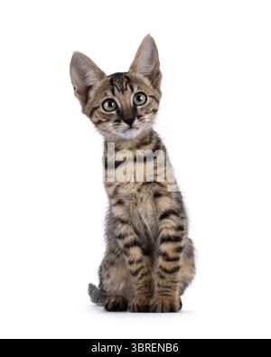 Ein wunderschönes schwarzes Katzenbaby mit Tabby-Punktmuster, das nach vorne sitzt. Blick über die Kamera mit faszinierenden grünen Augen und süßem Kopf. Isoliert auf einem Stockfoto