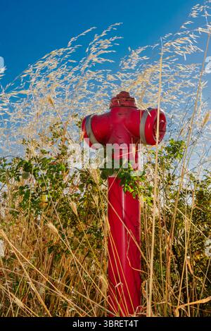 Ein roter Hydrant befindet sich in hohem, trockenem Gras. Helles Sonnenlicht beleuchtet die Szene und erzeugt einen lebendigen Kontrast zum tiefen Blau Stockfoto