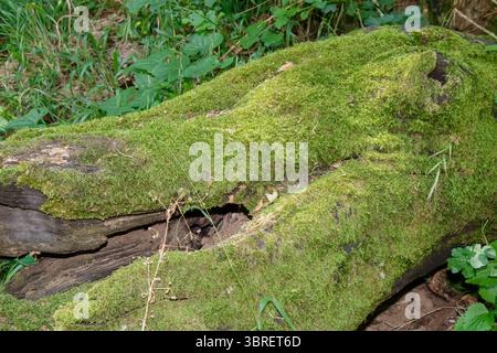 Nahaufnahme eines umgestürzten Baumstamms, der vollständig mit grünem Moos bedeckt ist und auf dem Waldboden liegt, umgeben von Pflanzen. Eine ruhige und schattige Waldszene voll Stockfoto