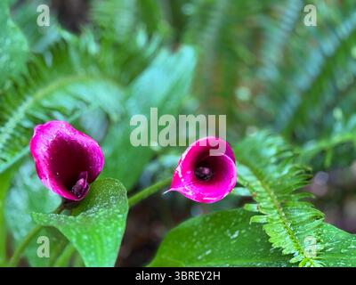 Nahaufnahme von zwei lebhaften magenta Calla-Lilien, eingebettet zwischen grünen Farnen in einem Waldgarten, mit Wassertropfen auf den Blütenblättern. Stockfoto