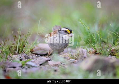 Weißer Spatzen auf dem Boden, der seitlich auf die Kamera blickt, zentriert auf dem Foto. Gräser im Hintergrund. Stockfoto