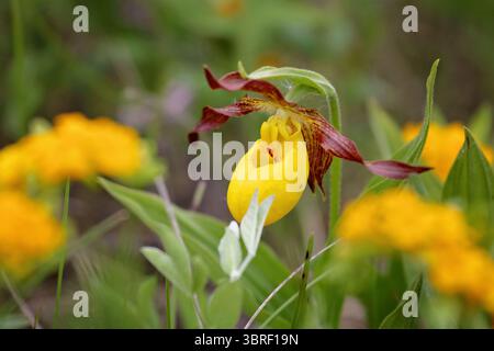 Nahaufnahme der gelben Damen-Slipper-Blumen Stockfoto