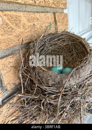 Ein amerikanisches Robin's Nest, das auf einer Veranda gebaut wurde, vor einer gelben Ziegelmauer eines Vorstadthauses in Michigan mit drei blauen Eiern. Stockfoto