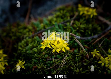 Gelbes Saxfrage blüht an einem Sommertag auf einem Bergweg in Nordeuropa. Stockfoto