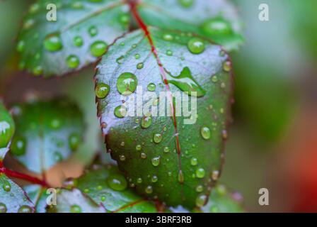 Nahaufnahme von Wassertröpfchen, die auf der Oberfläche leuchtend grüner Blätter glitzern und ein faszinierendes natürliches Schauspiel schaffen Stockfoto