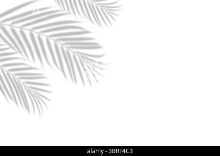 Palmblattschatten auf weißem Hintergrund Stockfoto