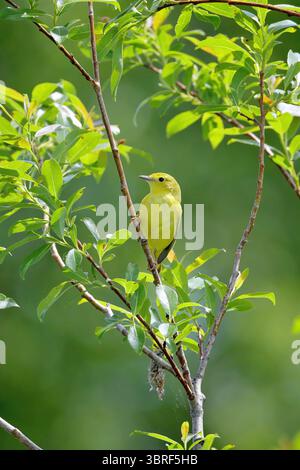Gelber Grasfänger, der in Blattstrauch oder Baum sitzt. Sauberer grüner Hintergrund. Stockfoto