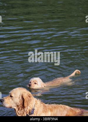 Blonde Hunde im blonden Fluss Tisza Stockfoto