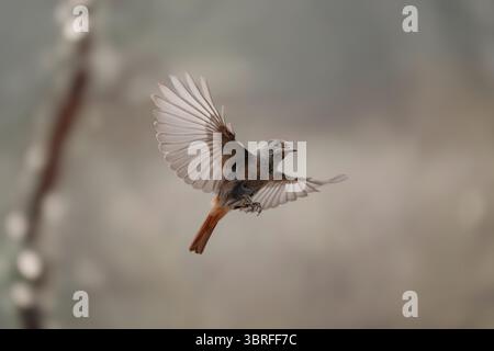 Schwarzer Rotschopf, junger Mann Phoenicurus ochruros Stockfoto