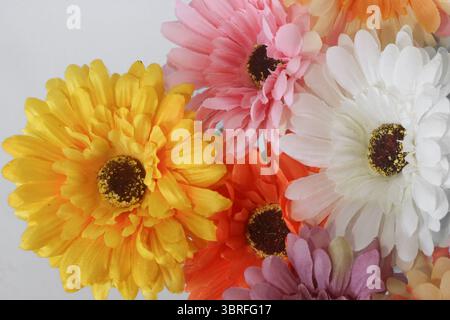 Gerbera blüht in sanften Pastelltönen und lebhaften Tönen, die sich überlappen auf weißem Hintergrund, alle nach links gerichtet. Helle Blumenkomposition für klare Designs. Stockfoto
