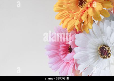 Drei bunte Gerbera-Blüten auf weißem Hintergrund, rechts angeordnet mit einem Kopierraum auf der linken Seite. Sauberes, minimales Blumenkonzept. Stockfoto
