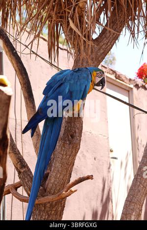 Blauer und gelber Ara auf einem Baum im Freien in natürlicher Umgebung. Leuchtend blau-gelber Ara liegt anmutig auf einem Baumzweig und zeigt seine Stockfoto