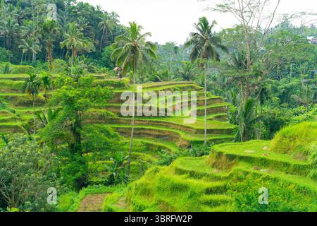 Bali, Indonesien, Tegallalang Reisterrasse Stockfoto