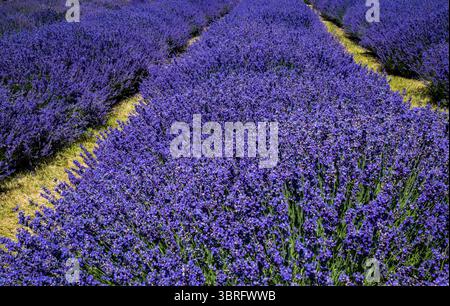 Felder von violettem und weißem Lavendel. Nahaufnahmen von Lavendelfeldern in Blüte erzeugen ein Mosaikbild Stockfoto