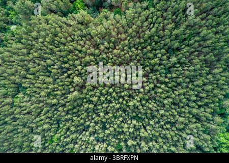 Natürliches Muster und Textur einer Kiefer- oder Eukalyptusbaumplantage von oben, von oben aus der Drohne Stockfoto