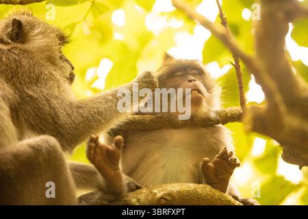 Ubud Bali Indonesien Langschwanz-Makaken jagen und Bräutigam im Sacred Monkey Forest Sanctuary Stockfoto