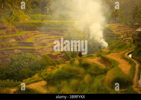 Bali, Indonesien, Tegallalang Reisterrasse Stockfoto