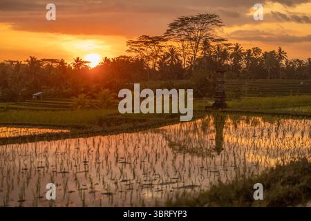 Reisfeld im Sonnenuntergang in Ubud, Bali, Indonesien Stockfoto