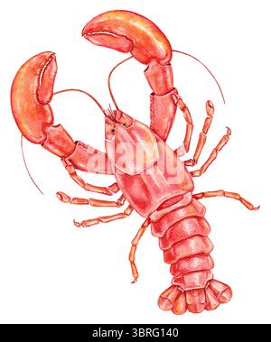 Rote detaillierte Hummer Aquarellillustration mit Krallen und segmentiertem Schwanz. Isoliert auf weißem Hintergrund. Perfekt für die Verpackung von Meeresfrüchten, kulinarische Kleie Stockfoto