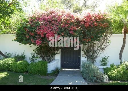 Encino, Kalifornien, USA 11. Juli 2025 Bougainvillea am 11. Juli 2025 in Encino, Kalifornien, USA. Foto: Barry King/Alamy Stock Photo Stockfoto