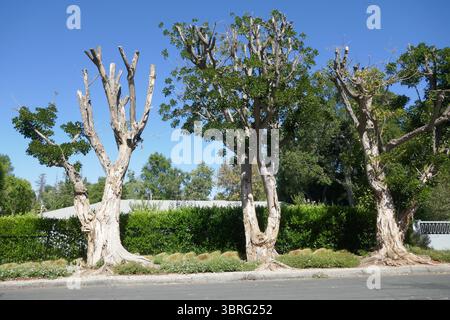 Encino, Kalifornien, USA 11. Juli 2025 Bäume am 11. Juli 2025 in Encino, Kalifornien, USA. Foto: Barry King/Alamy Stock Photo Stockfoto