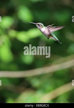 Ein weiblicher Rubin hat Kolibri in der Fliege geklaut Stockfoto