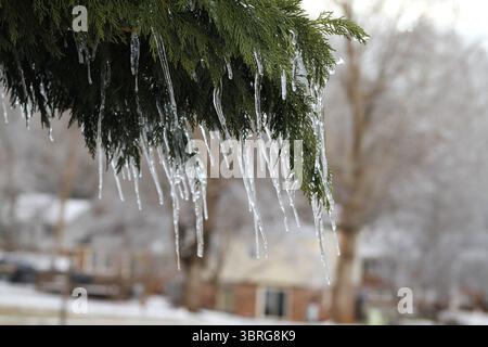 Eiszapfen hängen an Kiefernästen Stockfoto