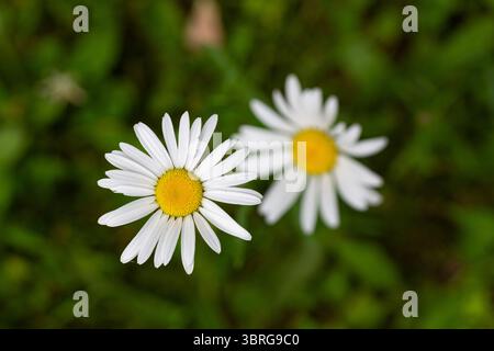 Gänseblümchen wachsen in einer Wiese Stockfoto