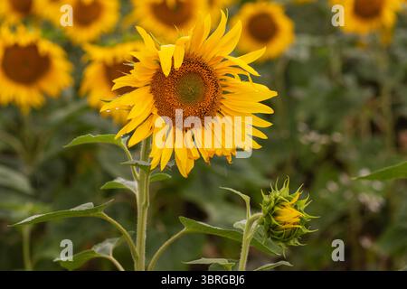 Einzelne Sonnenblume im Fokus mit lebhaften gelben Blütenblättern und spiralförmigem Samenmuster, Vordergrundnaht mit grünen Knospen und weichem Hintergrund des Sonnenblumenfeldes Stockfoto