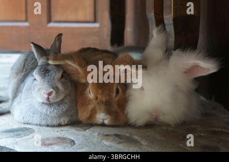 Ein bezauberndes Porträt flauschiger brauner, weißer und grauer Kaninchen auf einem Steinboden. Diese niedlichen und niedlichen Haustiere sind der Inbegriff von Weichheit und c Stockfoto