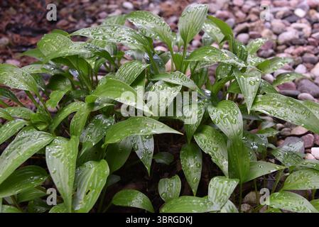 Gartenpflanzen nach leichtem Regen Stockfoto