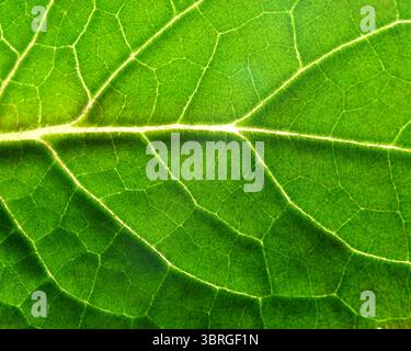 Nahaufnahme eines grünen Blattes mit komplexen Venenmustern und -Strukturen. Stockfoto
