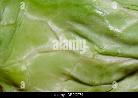 Diese Nahaufnahme zeigt die lebhaften Strukturen eines üppigen Kohlblattes. Stockfoto