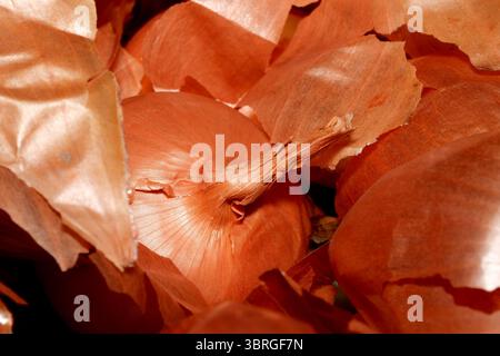 Goldene Zwiebeln, umgeben von knitterhaltigen, getrockneten Häuten, sorgen für eine lebendige Darstellung. Stockfoto