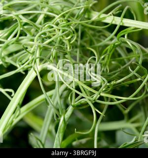 Zarte grüne Ranken verdrehen sich anmutig bei hellem Sonnenlicht im Freien. Stockfoto