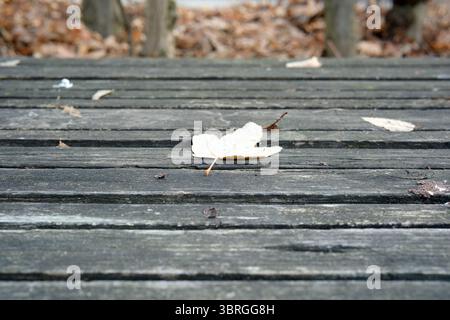 Trockene Blätter sammeln sich auf verwittertem Holz an, was eine friedliche Herbststimmung hervorruft. Stockfoto