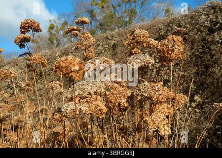 Getrocknete Blüten schweben sanft gegen den sonnigen blauen Himmel im warmen Herbstlicht. Stockfoto