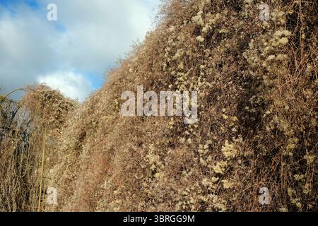 Eine üppige Wand aus Wildblumen blüht vor dem Hintergrund weicher Wolken. Stockfoto
