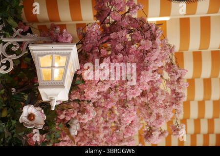 Wunderschöne Laterne unter blühenden Kirschblütenzweigen Stockfoto