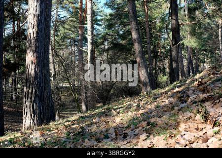 Sonnenlicht zieht durch hohe Bäume und offenbart einen ruhigen Rückzugsort im Wald. Stockfoto