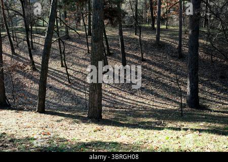 Hohe Bäume werfen lange Schatten auf den bunten, blattgestreuten Boden. Stockfoto