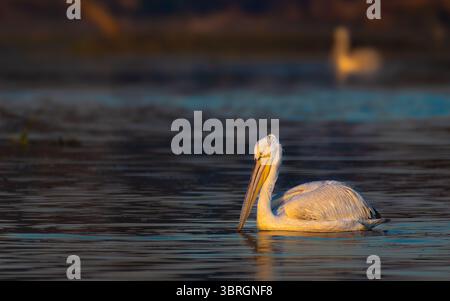 Majestätische dalmatinische Pelicaner im Keoladeo-Nationalpark! Diese seltenen Riesen zeigen ihr atemberaubendes Gefieder und ihre Anmut in der Wildnis. Perfekt für Vogelliebhaber Stockfoto