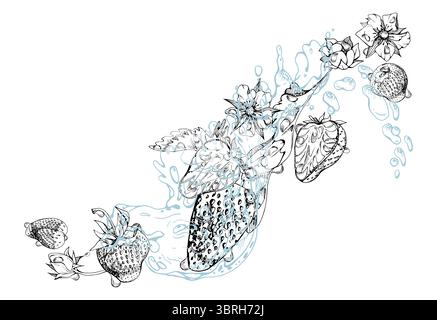 Erdbeere reife Gartenbeeren fliegen im Wasser spritzen Blätter Blumen, feuchte Tautropfen, frische Pinienbeere Strasberry Schlangenbeere. Isoliert Stock Vektor