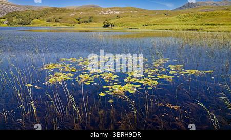 Wasserlilien Pads und Blumen Nymphaeaceae im Loch Stack Sutherland Schottland wachsen im Sommer unter hohem Schilf Stockfoto