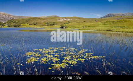 Wasserlilien weiße Blüten Nymphaeaceae im Loch Stack Sutherland Schottland wachsen im Sommer unter Schilf Stockfoto