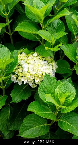 Detail der weißen Hortensie- oder hortensienblüten (hortensie Macrophylla) Stockfoto