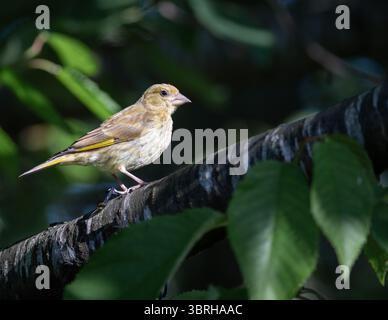 Grünfinke im britischen Garten Stockfoto