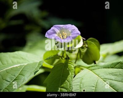 Nahaufnahme der violetten Nicandra Physalodes Blume, die inmitten von grünem Laub blüht und ideal für pflanzliche, saisonale oder botanische Anwendungen geeignet ist. Stockfoto